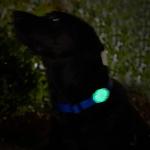 Elevation Lab TagVault AirTag Dog Collar Mount (Pack of 2), IP68 Waterproof, Doesn't Dangle, Fits All Width Collars, Glow in The Dark