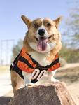 NFL CINCINNATI BENGALS DOG Jersey, Medium