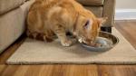 Arespark Stainless Steel Cat Bowls 12 PCS, 5.5 Inch Metal Cat Bowls, Replacement Elevated Food Water Dishes for Indoor Kitten, Whisker Fatigue Relief Shallow Food Metal Dish for Stray Cats
