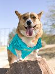 NFL Miami Dolphins Dog Jersey - Small