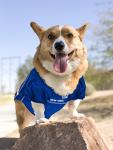 NFL New York Giants Dog Jersey - Medium