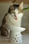 Necoichi Raised Cat Food Bowl – Ceramic Elevated 15° Tilted Cat Bowl for Whisker & Neck Fatigue Dishwasher Microwave Safe – Non-Slip Anti Vomiting Ergonomic Design (Colorful Dots, Extra Wide Tilted)
