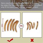 HANDPOINT 11 lbs Dried Mealworms, 100% Non-GMO Natural High-Protein,Treats for Chicken, Fish, Bird Food(11LB)