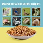 WormsFarm 5lb Dried Mealworms for Chickens Treats for Laying hens,Bluebirds,Quail,Chicken Food