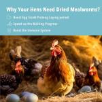 WormsFarm 10lb Dried Mealworms for Wild Birds Chickens Feed for Laying Hens,Ducks,Reptiles