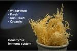 Tasty Dried Sea Moss - Caribbean Superfood 16 Oz