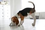 Stainless Steel Non-Tip Dog Bowl - 16 Oz
