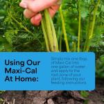 Calcium Nitrate Fertilizer for Healthy Plants