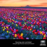 Panasonic 4K Blu-ray Player with Hi-Res Audio