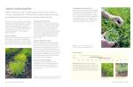 Grow Your Own Veg: A Year of Home Gardening