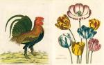John Derian Picture Book: Artful Home Decor