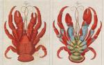 John Derian Picture Book: Artful Home Decor