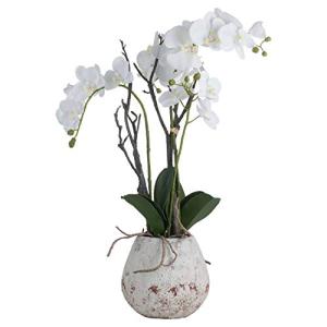 White Orchid in Stone Pot by Recipe