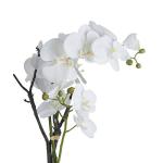 White Orchid in Stone Pot by Recipe