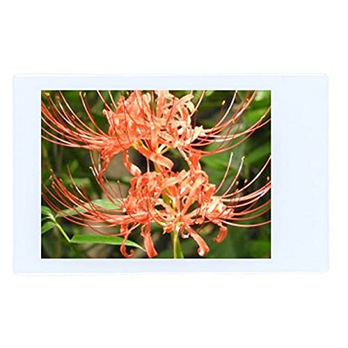 Fujifilm Instax Mini Instant Film, 10 Sheets?5 Pack(Total 50 Shoots)