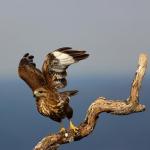 Canon EOS R7 - Appareil Photo Hybride APS-C 32,5 MP