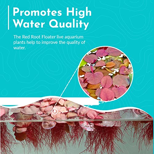 High-Quality Red Root Floater Plants for Aquariums