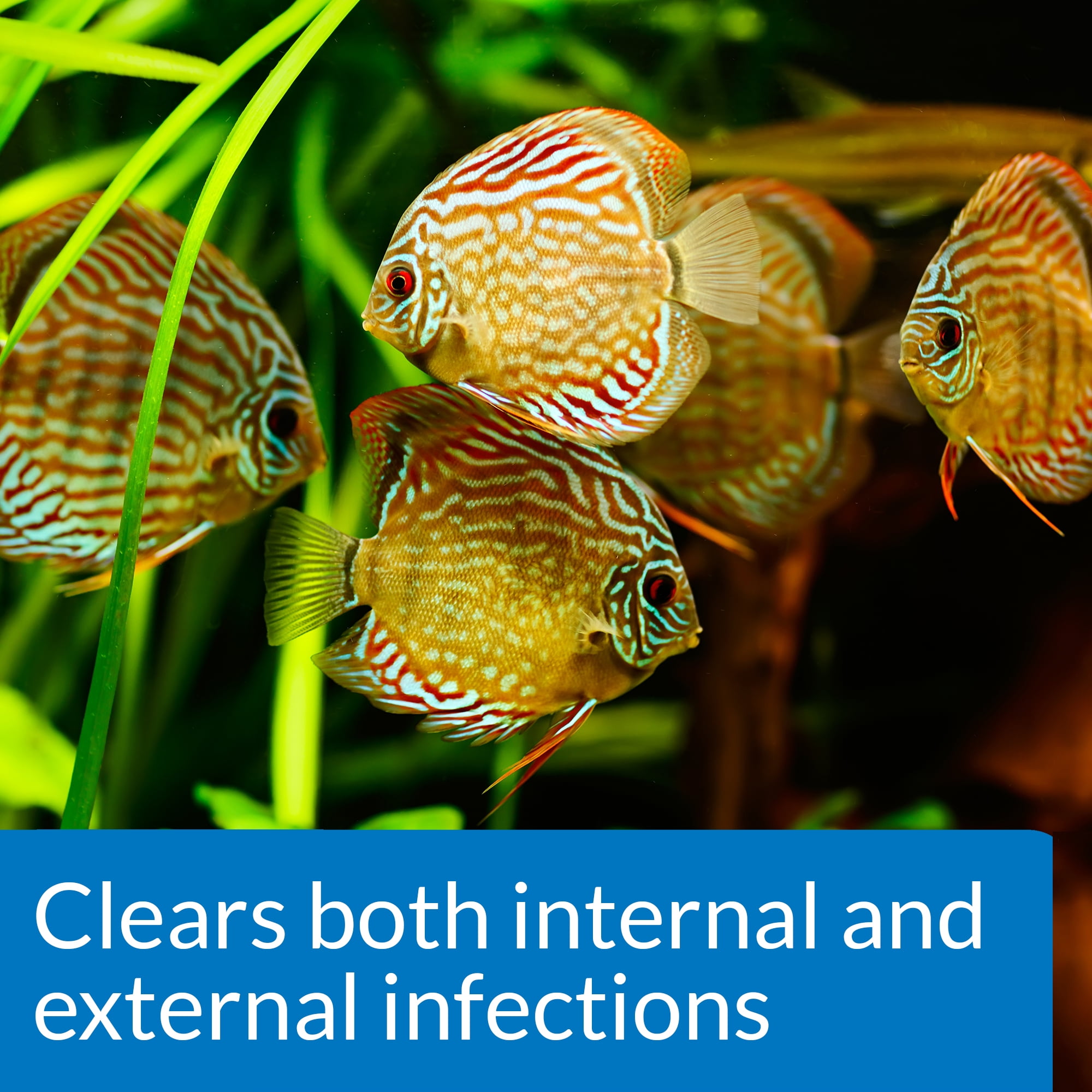 API Fin & Body Cure for Freshwater Fish