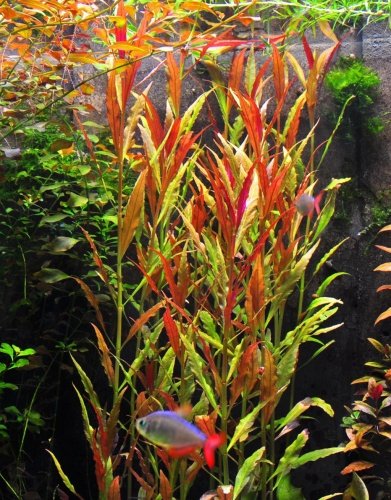 Alternanthera Reineckii Roseafolia – Easy Red Aquatic Plant