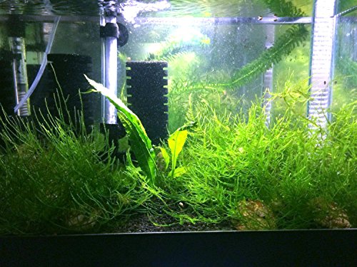 Toulifly Java Moss – Live Aquarium Plant 25"x25