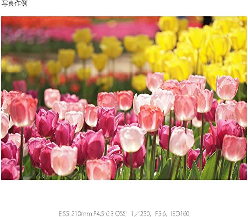 Sony E 55-210mm F4.5-6.3 Lens for E-Mount Cameras