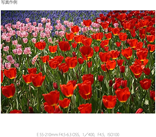 Sony E 55-210mm F4.5-6.3 Lens for E-Mount Cameras