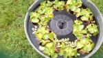 Solar Bird Bath Fountain Pump with 1.3W Panel