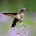 Solar Bird Bath Fountain Pump with 1.3W Panel