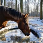 Engtesy 500W Submersible Pond Heater for Winter