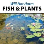 PondShock Ball - Natural Enzymes & Bacteria Treatment