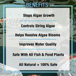 Algae Control Treatment for Ponds and Water Gardens