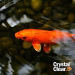 Fast-Acting Algaecide for Ponds and Fountains