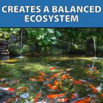 Barley Extract Clear Water Garden & Fountain 1 Gallon