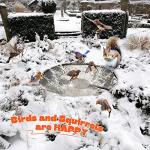 Winter Bird Bath Heater and Deicer – 60 Watts