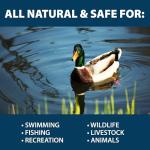 Airmax PondClear Packets, Beneficial Bacteria & Enzyme Clarifier Treatment with Ecoboost PRx, Clear & Clean Pond & Lake Water, Safe for Fish, 12-Count