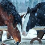 COICOTTC 2Pack 250 Watt Pond De-Icer with Thermostat, Cast Aluminum Submersible Bird Bath Heater, Heated Chicken Water, Power Cord 9.8 Ft