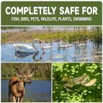 LMJP Muck Reducer - 1LB Natural Sludge Solution Tablets for Ponds & Lakes, Away Muck & Odor Control, Safe for Aquatic Life, Wildlife & Recreation, Treats Up to 6,000 Sq Ft