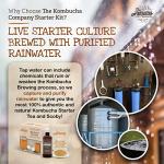 Kombucha Brewing Starter Kit with Large Scoby