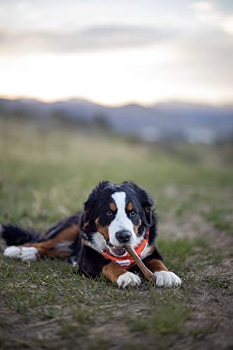 Nylabone Healthy Edibles Roast Beef Flavor Chew Treats for Dog 1 Count X-Large/Souper