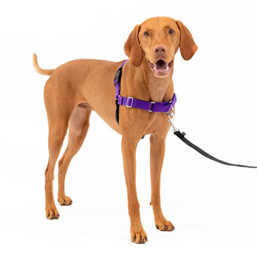 PetSafe Easy Walk Harness, Medium, Deep Purple & Black for Dogs