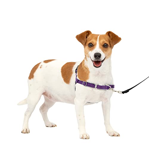 PetSafe Easy Walk No-Pull Dog Harness - The Ultimate Harness to Help Stop Pulling - Take Control & Teach Better Leash Manners - Helps Prevent Pets Pulling on Walks - Small, Deep Purple/Black