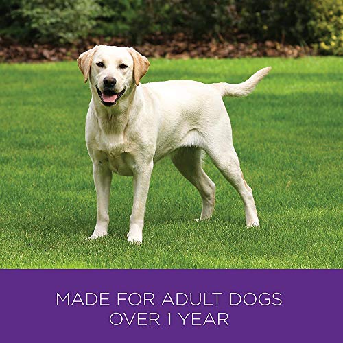 Wellness Complete Health Natural Dry Dog Food, Lamb & Barley, 6-Pound Bag