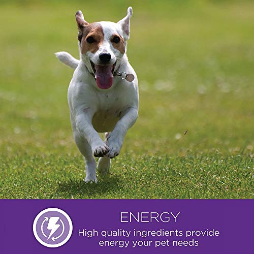 Wellness Complete Health Natural Dry Dog Food, Lamb & Barley, 6-Pound Bag