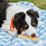 Nylabone Power Chew Dog Toy - Aggressive Chewers