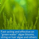 API Algaefix 16-Ounce Algae Control Solution