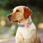 Stylish Red Rose Dog Collar with Metal Buckle