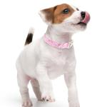 Cute Pink Bow Dog Collar for All Sizes