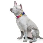 Cute Reflective Leopard Dog Collar for Medium Dogs