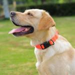 Waterproof Rubber Dog Collar with Quick Release Buckle