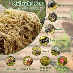 Premium Sphagnum Moss for Reptiles and Terrariums